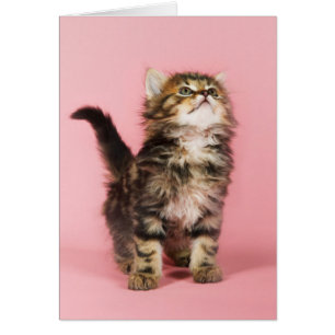 Cartão Bonito no gatinho cor-de-rosa