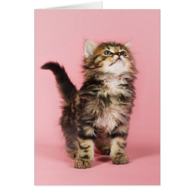 Cartão Bonito no gatinho cor-de-rosa (Frente)