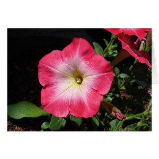 Cartão Bonito no rosa