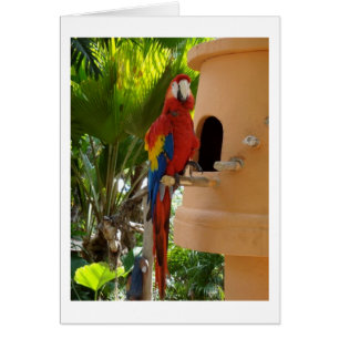Cartão Bonito Papagaio Vermelho