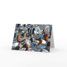 Bonitos Patos Selvagens - Canvasbacks e Scaup