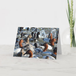 Cartão Bonitos Patos Selvagens - Canvasbacks e Scaup