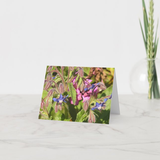 Cartão Borage (Borago officinalis) (Frente)