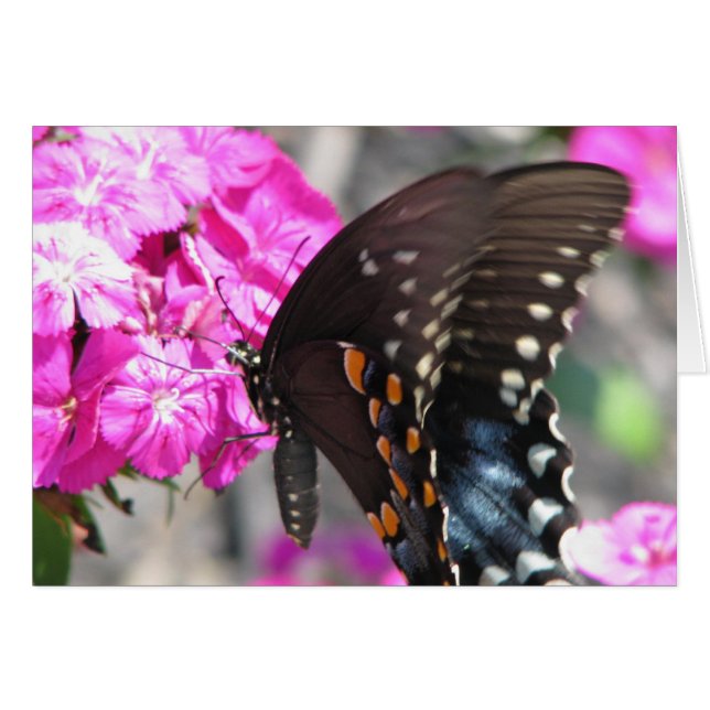 Cartão Borboleta (Frente Horizontal)