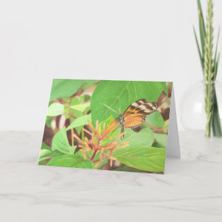 Cartão Borboleta