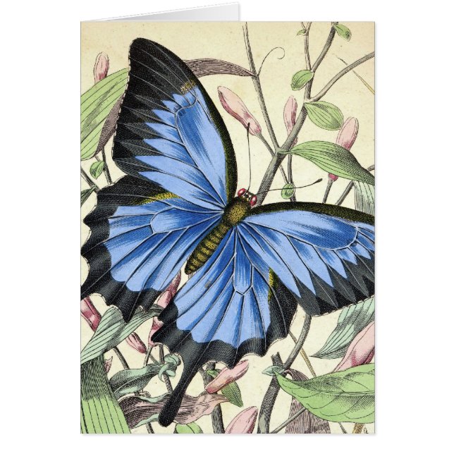 Cartão Borboleta (Frente)