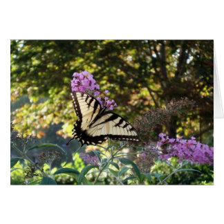 Cartão borboleta