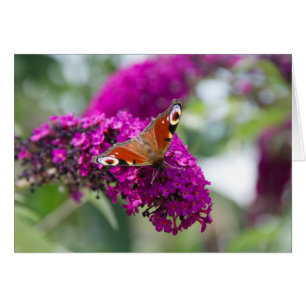 Cartão Borboleta