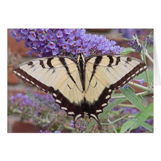 Cartão borboleta 2 (Frente Horizontal)