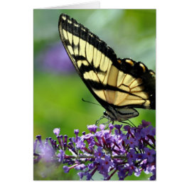 Cartão Borboleta amarela e preta na Lavanda