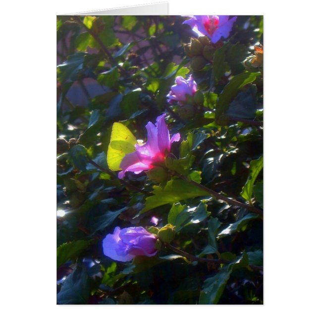 Cartão Borboleta Amarela em Rosa Rosa Rosa Rosa de Sharon (Frente)