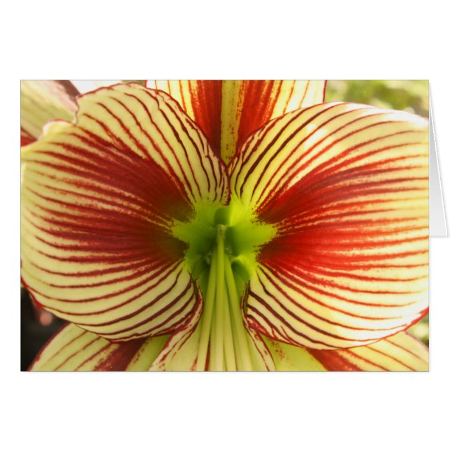 Cartão Borboleta Amaryllis (Frente Horizontal)