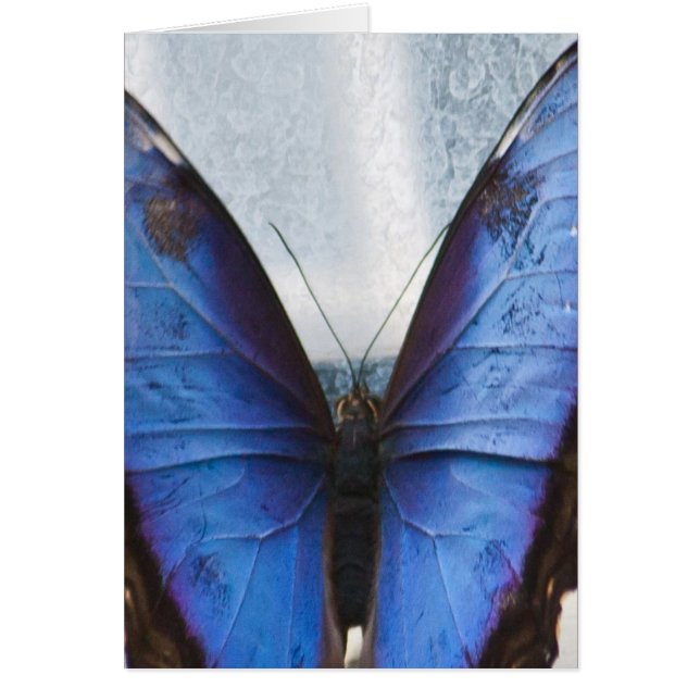 Cartão Borboleta azul (Frente)
