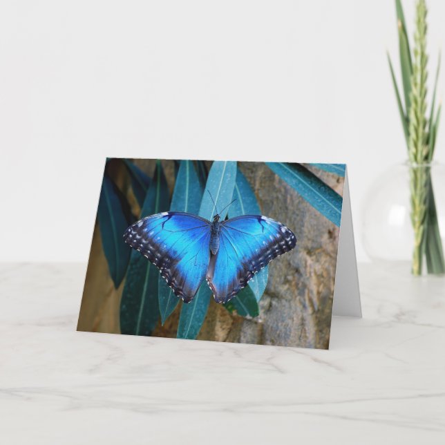 Cartão Borboleta Azul Comum Morpho (Frente)