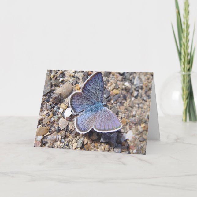 Cartão Borboleta azul do mapa de saudação: Bläuling, em v (Frente)