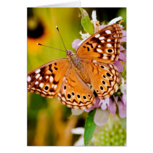 Cartão Borboleta bonito