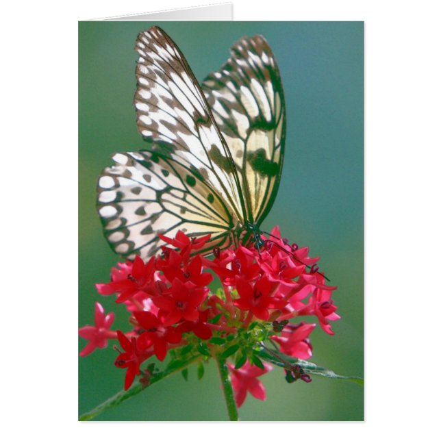 Cartão Borboleta bonito sobre uma Flor Bonito (Frente)