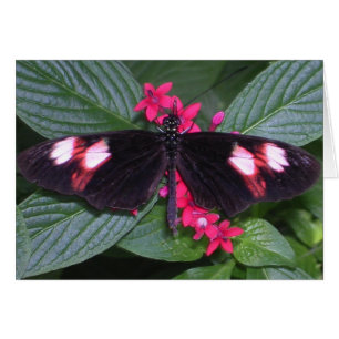 Cartão borboleta cor-de-rosa e preta