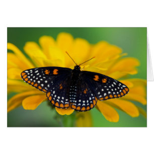 Cartão Borboleta das Manchas Baltimore