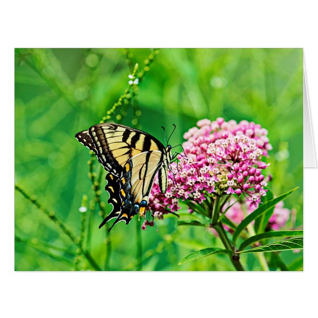 Cartão Borboleta-de-cauda-gigante (Frente horizontal)