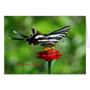 Cartão Borboleta-de-cauda-zebra