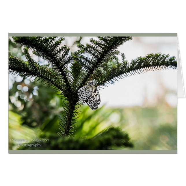 Cartão Borboleta de descanso (Frente Horizontal)