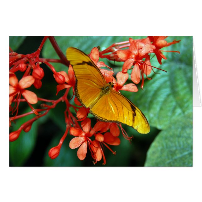 Cartão Borboleta de Julia (Frente Horizontal)