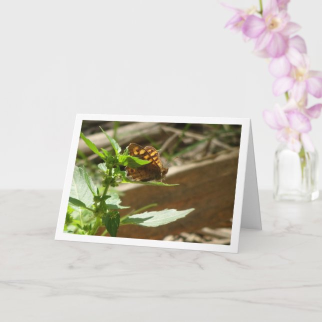 Cartão Borboleta de Madeira Espectrada Maculada, Pararge  (Orquídea)