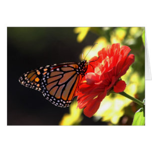 Cartão Borboleta de monarca no Zinnia vermelho