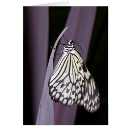 Cartão Borboleta de papagaio em roxo