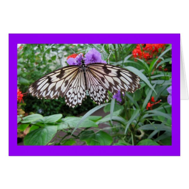 Cartão Borboleta de papel do papagaio (Frente Horizontal)