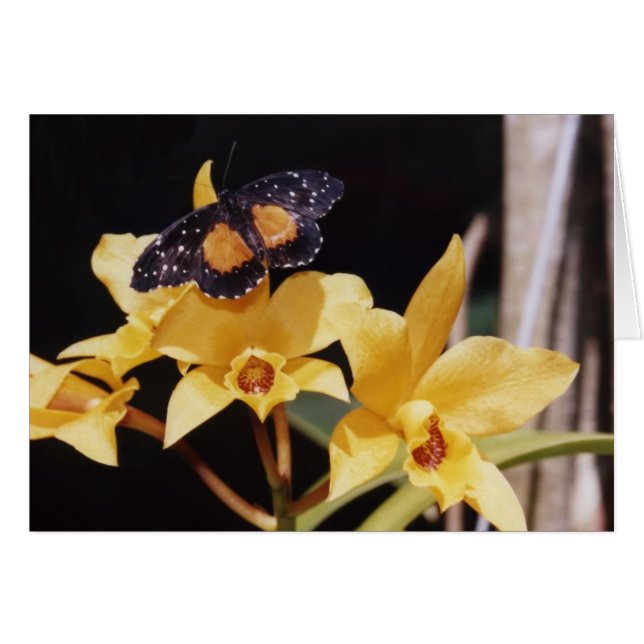 Cartão Borboleta de Patch Crimson (Frente Horizontal)