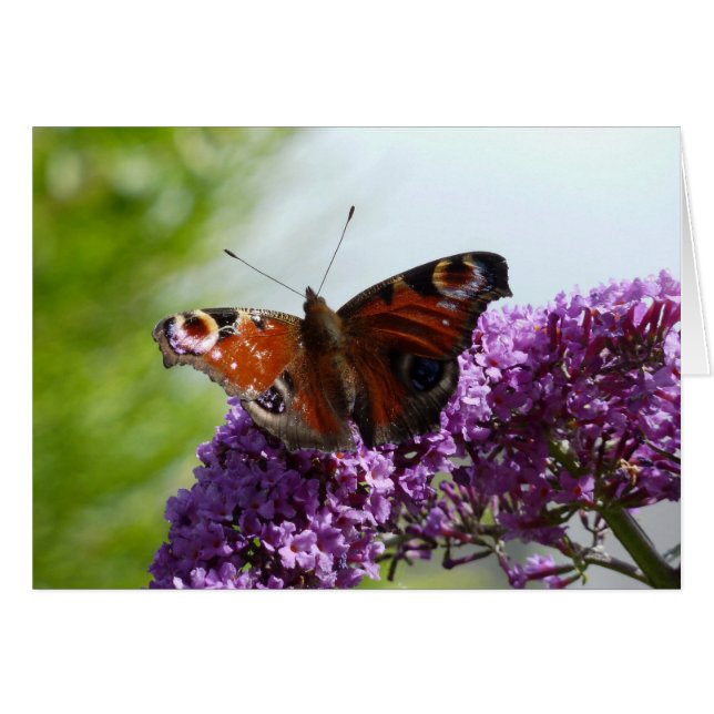 Cartão Borboleta de pavão 2 (Frente horizontal)