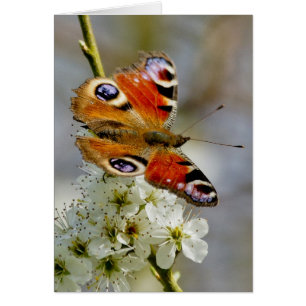 Cartão Borboleta de pavão - borboleta na flor do Hawthor