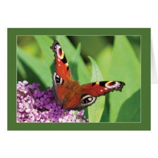 Cartão Borboleta de Peacock em Buddleia Vazio