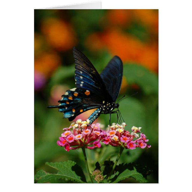Cartão Borboleta de Pipevine Swallowtail (Frente)