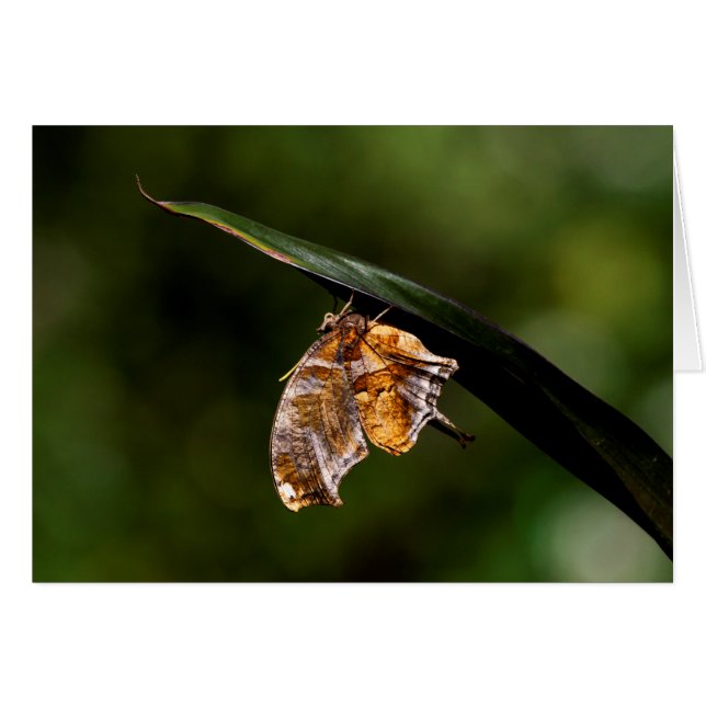 Cartão Borboleta de ponto de interrogação (Frente Horizontal)