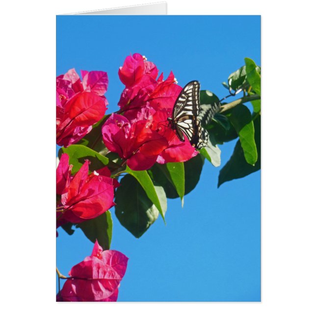 Cartão Borboleta de Swallowtail do asiático (Frente)