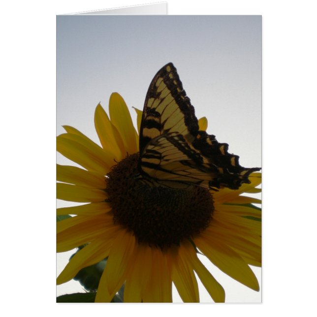 Cartão Borboleta Descansando em Dusk (Frente)