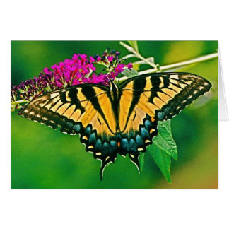 Cartão Borboleta do Swallowtail do Tigre Oriental