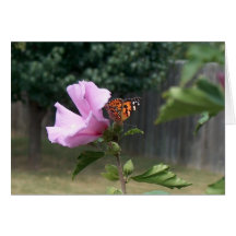 Borboleta e Rosa de Sharon