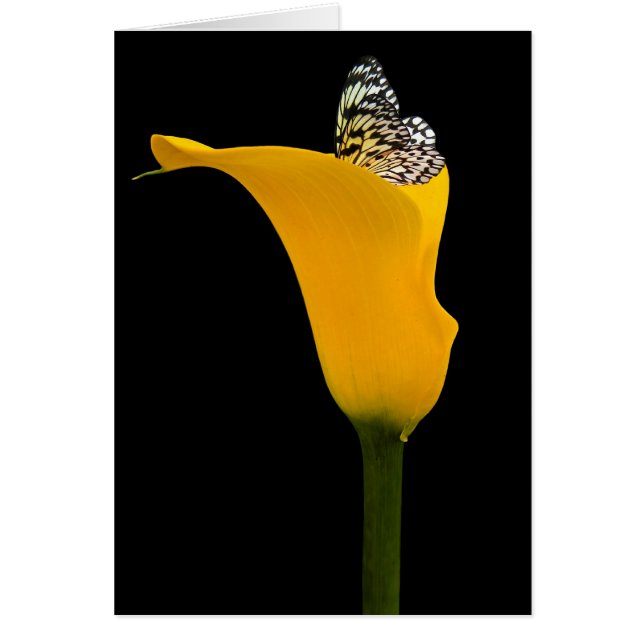Cartão borboleta em calla lily (Frente)