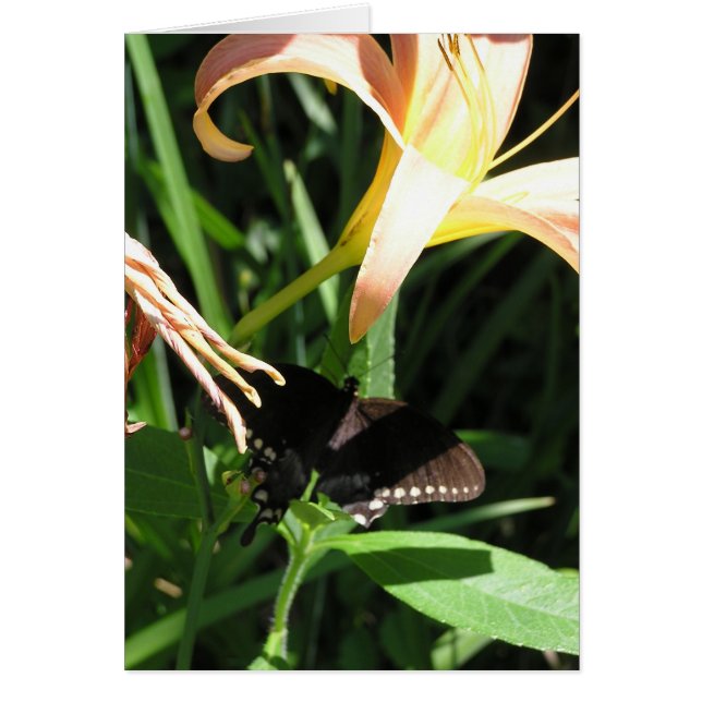 Cartão Borboleta em repouso (Frente)