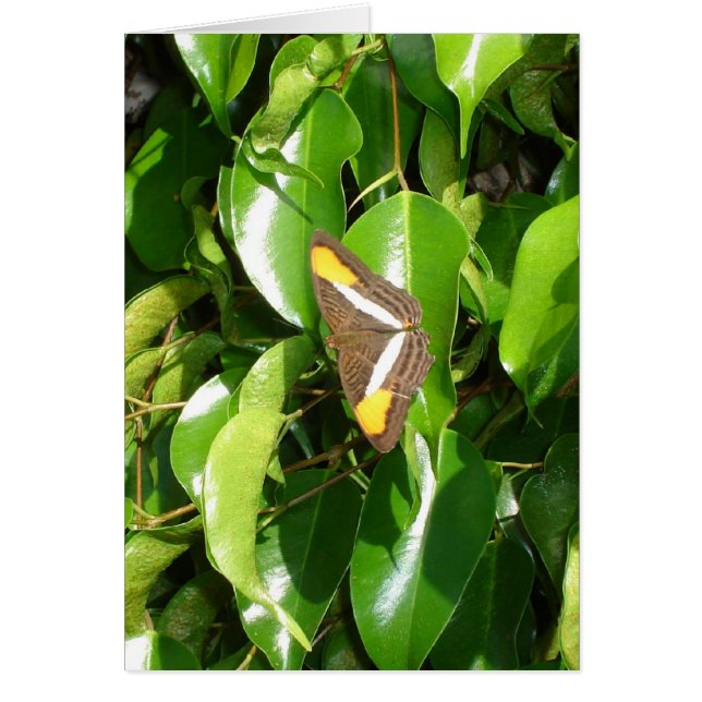 Cartão Borboleta em verde (Frente)