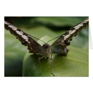 Cartão Borboleta em verde - Vazio Dentro