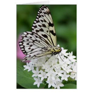 Cartão Borboleta horizontal