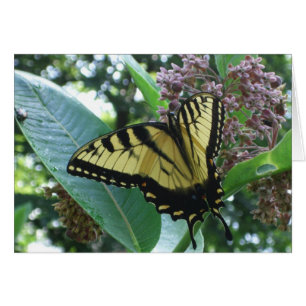 Cartão Borboleta I de Swallowtail em Milkweed em Shenando