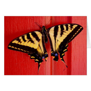 Cartão borboleta incomum do swallowtaill do fundo
