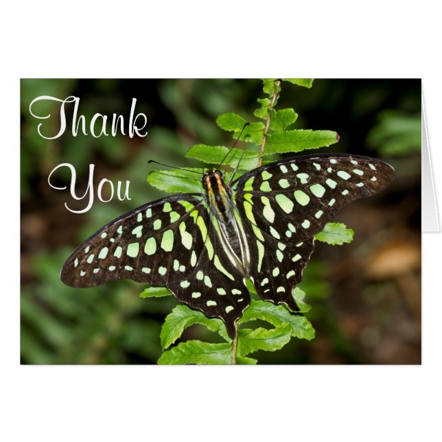 Cartão Borboleta Jay obrigado você (Frente Horizontal)