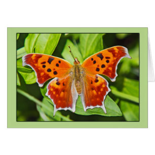 Cartão Borboleta Laranja